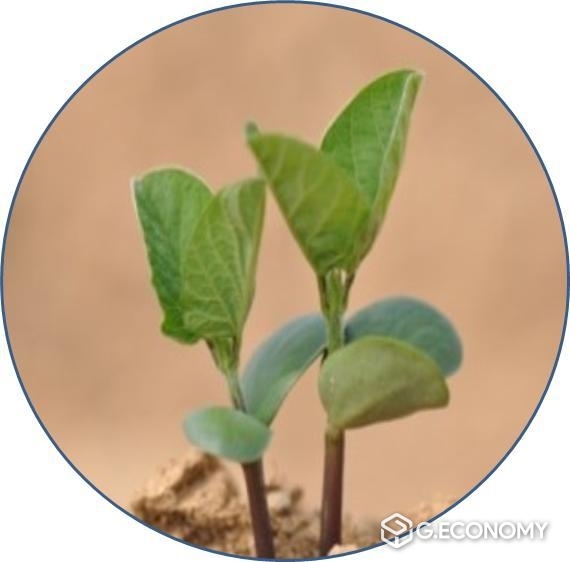 콩이 자라는 모습 (사진제공=농촌진흥청)