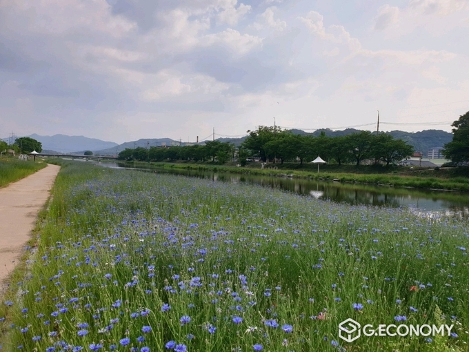 임실군 오수면 오수천에 만개한 수레국화 (사진=임실군청)