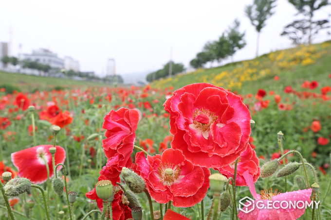 임실군 하천에 만개한 양귀비꽃 (사진=임실군청)