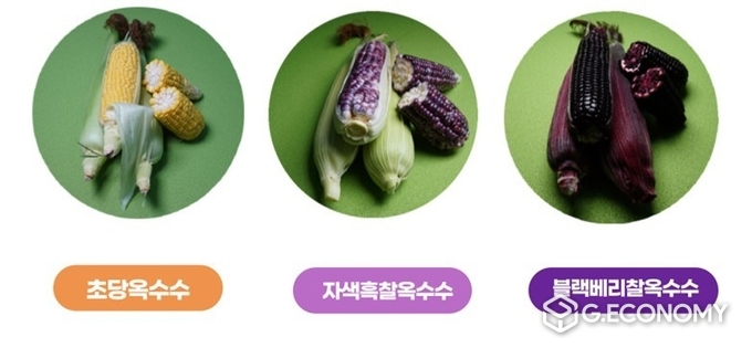 사진=블랙베리찰옥수수 색깔 비교