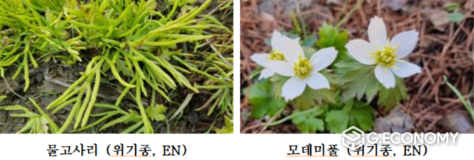 전라북도 주요 희귀식물 사진(자료제공=전북도청)