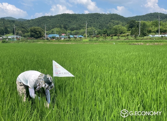 사진=화순군 벼 병해충 공동방제