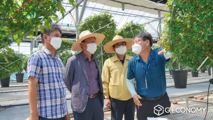 고품질 국화 생산 위해... 현장 찾은 김영민 임실부군수(사진=임실군청)