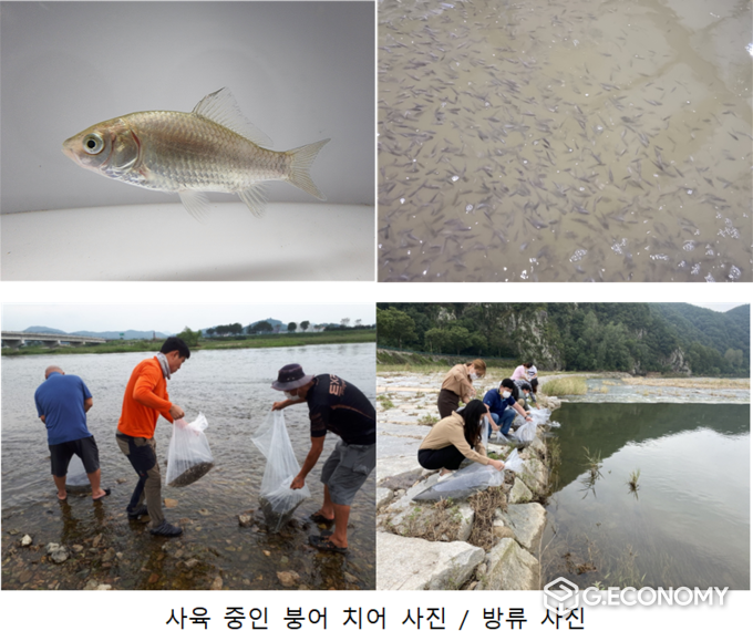 사육 중인 붕어 치어 방류 사진(자료=전북도청)