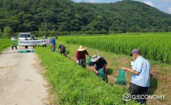 사진=화순군 왕우렁이 수거 작업 시연회