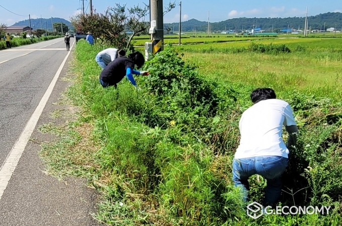 사진=나주 반남면 이장단, 추석맞이 도로변 칡넝쿨 정비