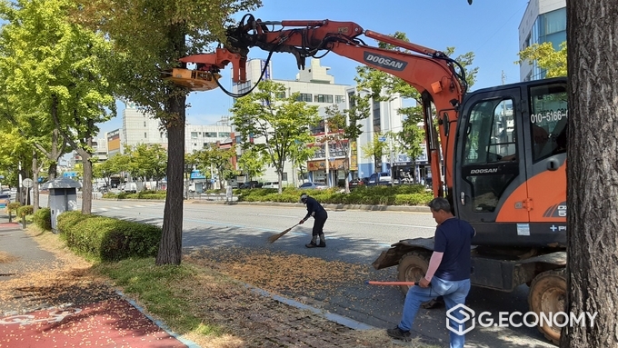 굴삭기를 동원해 가을 악취의 주범인 은행나무 열매를 작업자들이 조기에 채취하고 있다. 사진=전주시청