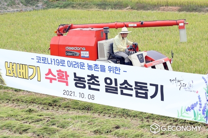 유진섭 시장, 수확기 벼 베기 일손 지원 나서(사진=정읍시청)