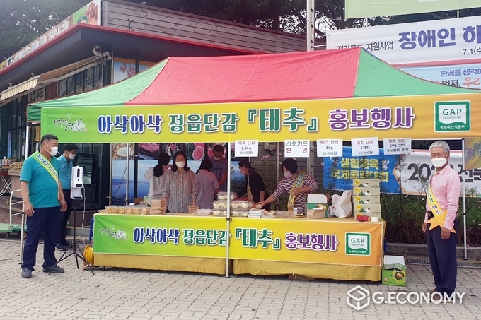 정읍시, 아삭아삭 ‘정읍 태추단감’본격 출시(사진=정읍시청)