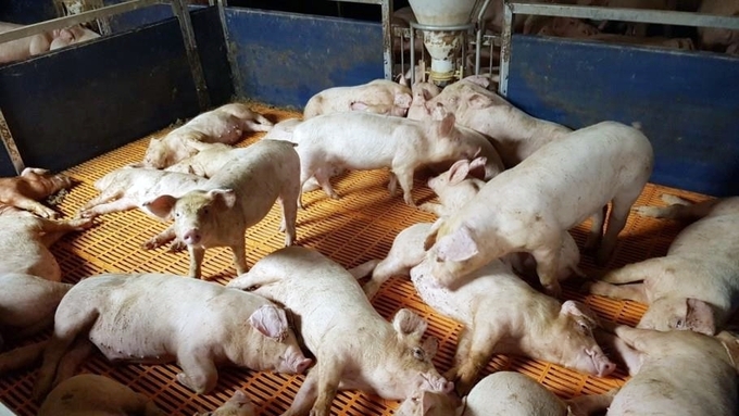 정읍시, 일교차 큰 환절기에 가축 건강관리 철저 ‘당부’(사진=정읍시청)