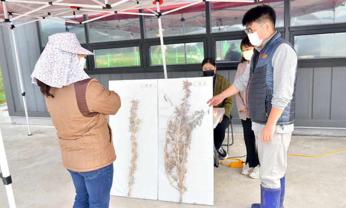 순창종자연구센터 회문콩 공개회(사진=순창군청)