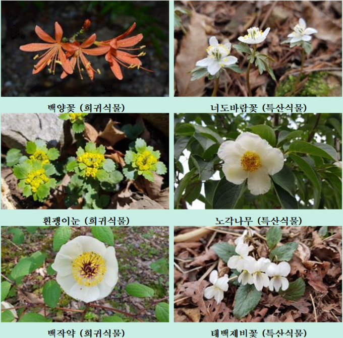내동산의 주요 희귀․특산식물 (자료 = 전북도청)