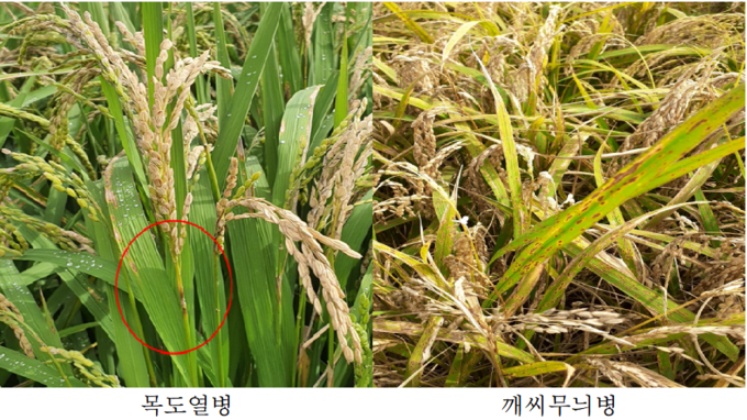 벼 병해충 피해현황 사진(자료=전북도청)