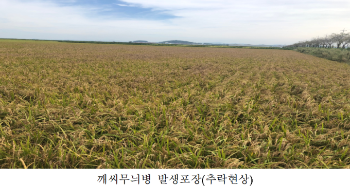 벼 병해충 피해현황 사진(자료=전북도청)