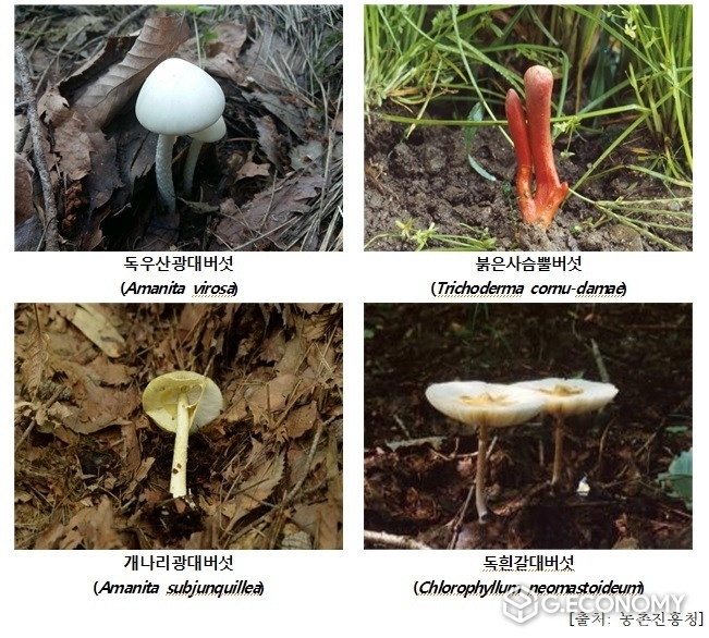 장마철 주의가 필요한 대표적인 독버섯 (4종사진=식약처)