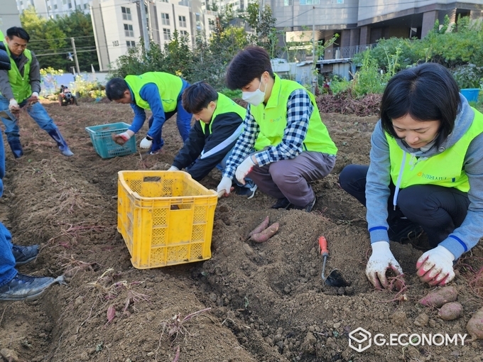 NH농협은행 개인금융부문 이현애 부행장(사진 우측)과 직원들이 고구마 수확 작업을 하고 있다(사진=NH농협은행)