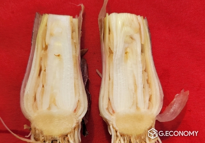 마늘 잎집썩음병(충남도 농업기술원: 제공)