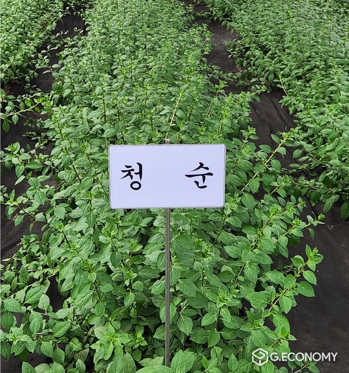 구기순 전용 품종 ‘청순’(충남 농업기술원: 제공)