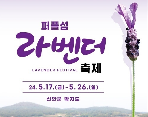 퍼플섬 2천만 송이 라벤더 꽃 축제 개최 
