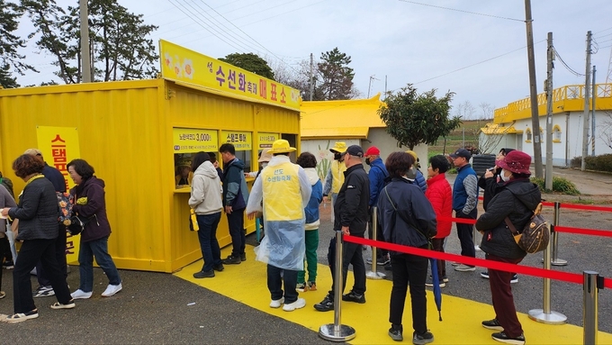 선도의 테마컬러인 “노란색”으로 물든, “섬 수선화축제” 매표소 전경