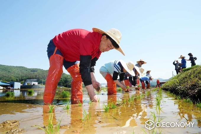 방세환 시장이 13일 친환경 광주쌀 모내기 시연을 하고 있다.(방세환시장 페이스북)