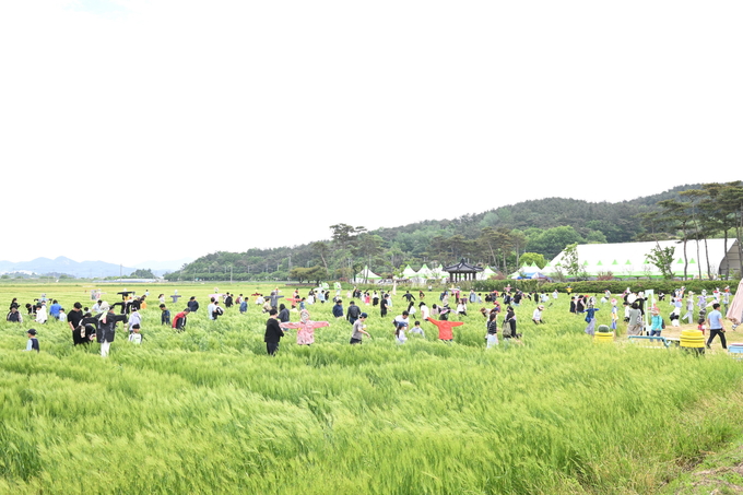 1.사진자료(제10회 영광찰보리 어울마당 성황리 마쳐)(보리밭 보물찾기)
