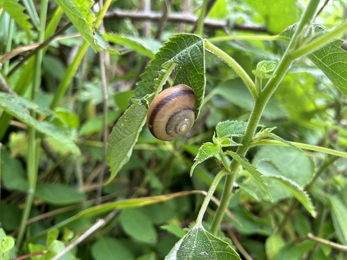 참달팽이
