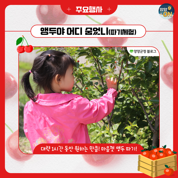 양양 명지리 마을에서 빨간 앵두와 함께 추억을 만드세요