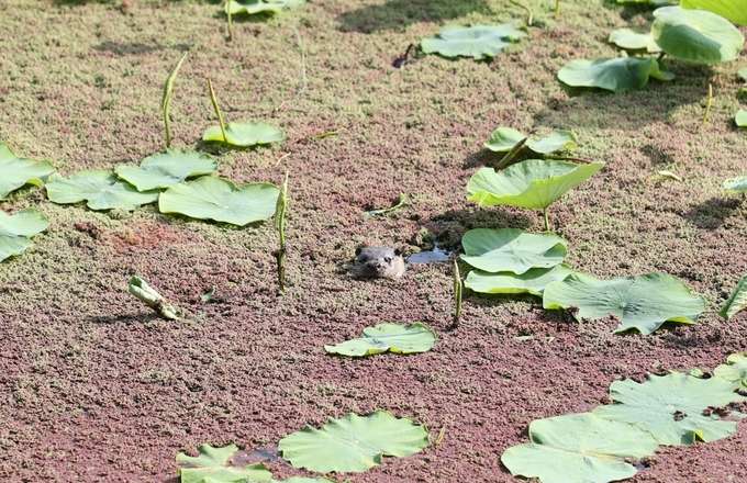 회산백련지에서 발견된 수달