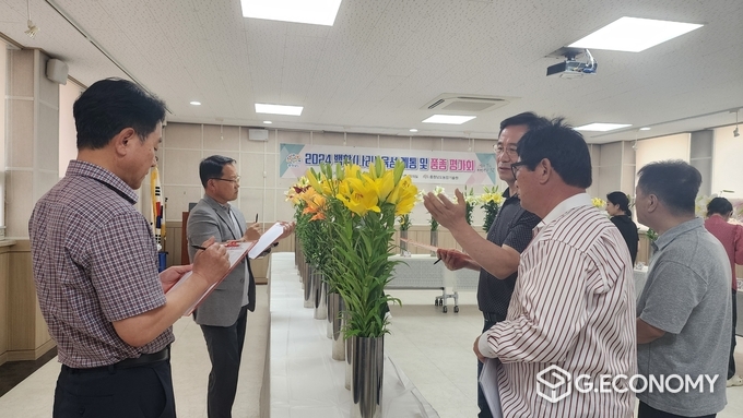 백합(나리) 육성계통 및 품종 평가회(충남도: 제공)