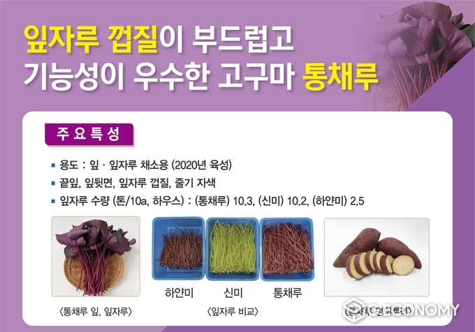 충남도, 신품종 고구마 ‘호풍미·통채루’ 분양 받으세요!