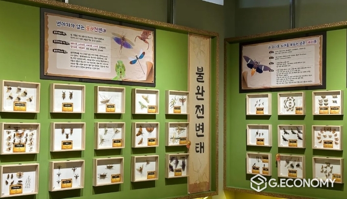 여주곤충박물관 내부 전시실. /사진=여주곤충박물관