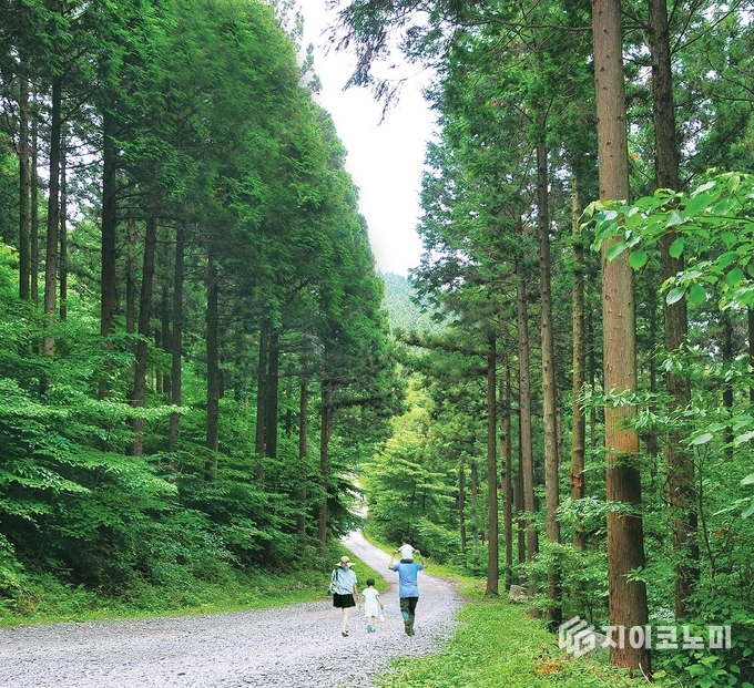 축령산 편백숲. 장성군 제공