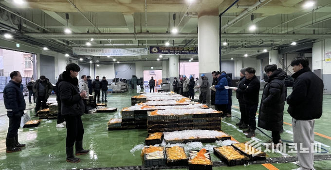 14일 수협법성위판장에서 양식 참조기 400여 상자 출하. 영광군 제공