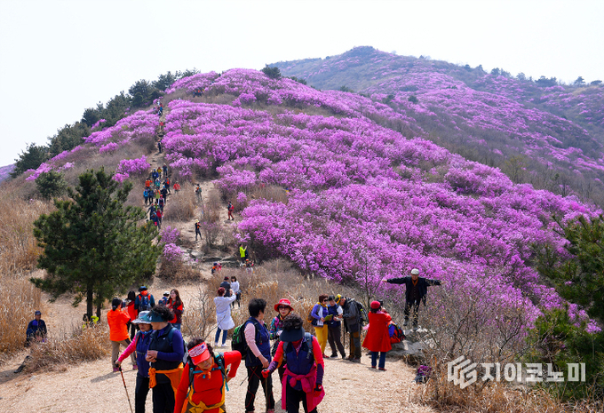 여수 영취산 전경. 여수시 제공