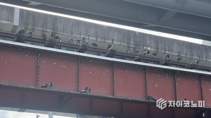 도심 속 비둘기. 광주광역시 제공