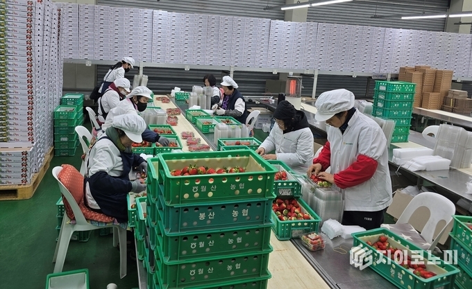 선별 작업 현장