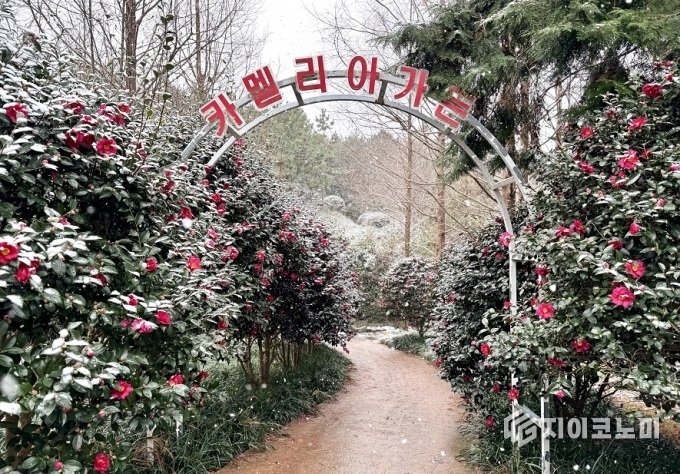 겨울 속에서 핀 붉은 꽃들의 향연, 신안군 애기동백숲. 신안군 제공