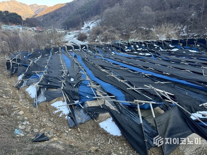 충남도 농기원, 폭설 피해 인삼밭