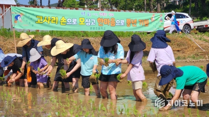 지난해 본량초 학생들이 본량마을 지역사회 공동체 협조를 얻어 학교 옆 논에서 손모심기 체험을 하고 있다. 광주광역시교육청 제공