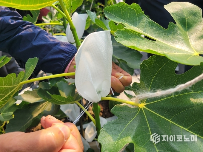 무화과 기찬충이망.