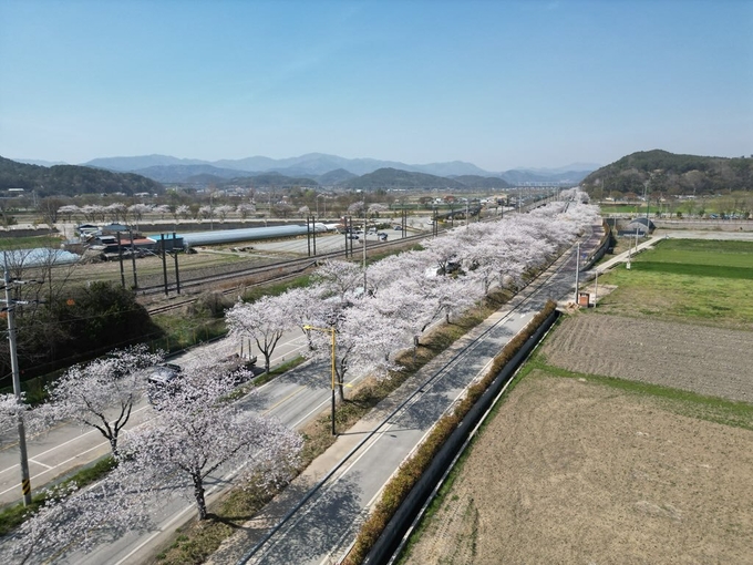 장성군이 국도 1호선 등 215km 구간 가로수 관리에 나선다. 
