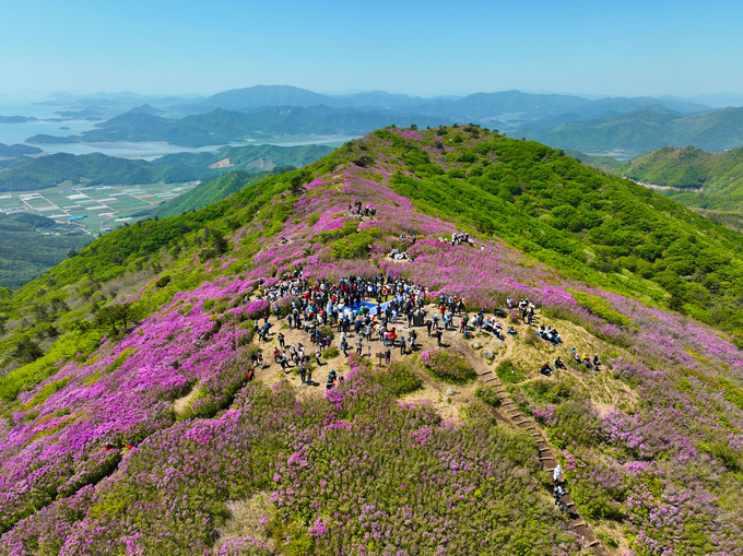 연분홍 철쭉이 물든 보성 일림산, 5만여 명의 발길을 사로잡은 봄날의 절경. 보성군 제공