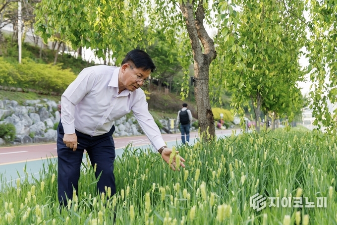 박강수 마포구청장이 월드컵천 청보리를 살펴보고 있다. 마포구 제공.