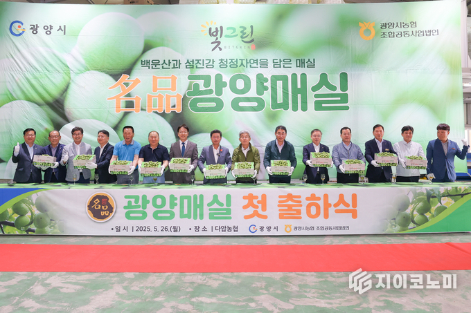 2025년산 명품 광양매실, 첫 출하식 가져