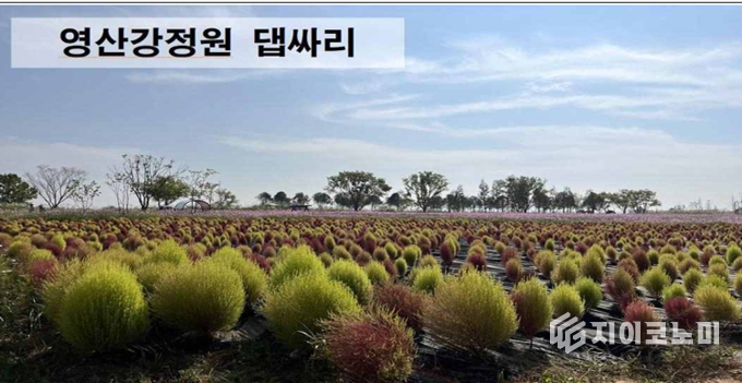 영산강변을 물들이는 댑싸리와 황화 코스모스가 펼치는 아름다운 초록빛 풍경. 나주시 제공