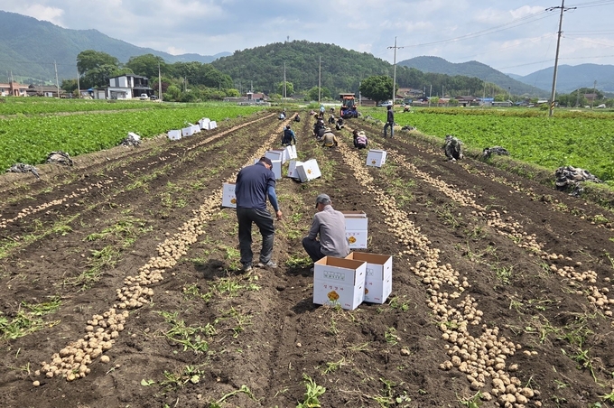 전남 보성군 득량면 감자밭에서 농민들이 포슬포슬한 봄 햇감자를 수확하고 있다. 보성군 제공
