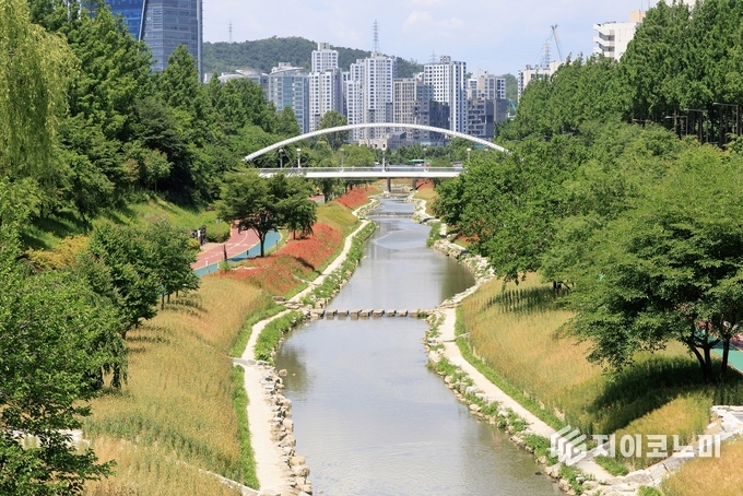 월드컵천 황금보리밭 전경. 마포구 제공.