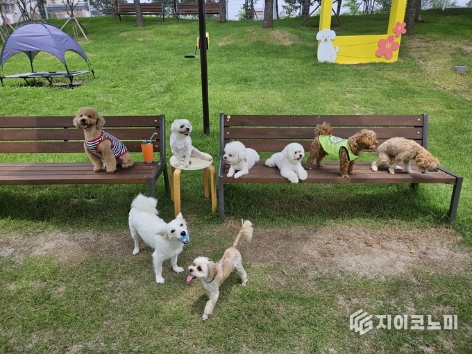 순천만국가정원, 반려견과 함께하는 특별한 하루