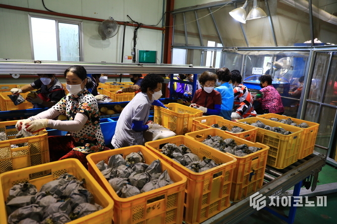 곡성군배영농조합법인, 7년 연속 농산물전문생산단지‘최우수’선정
